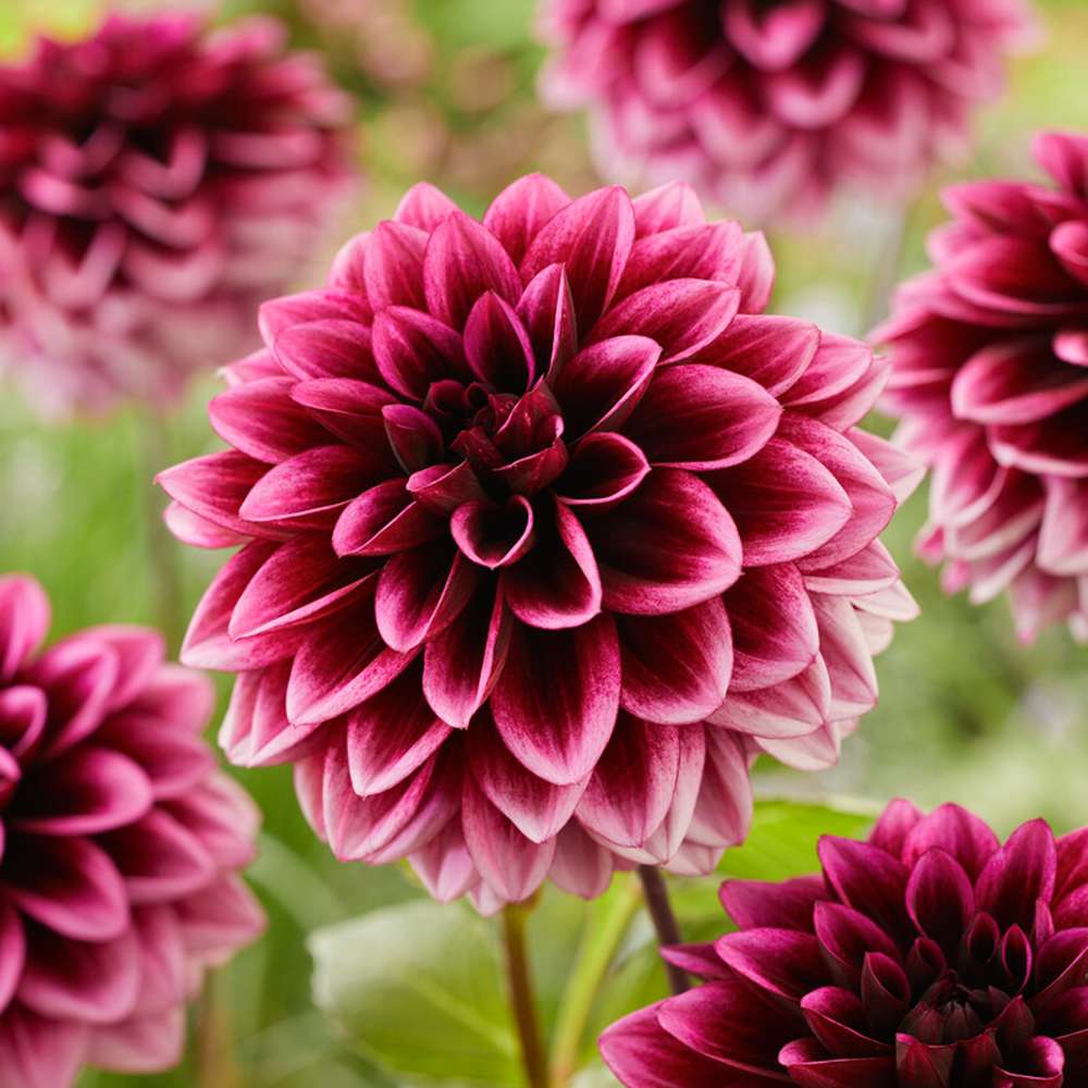 Dahlia 'Davina Michelle'